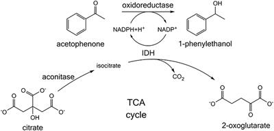 Citrate as Cost-Efficient NADPH Regenerating Agent